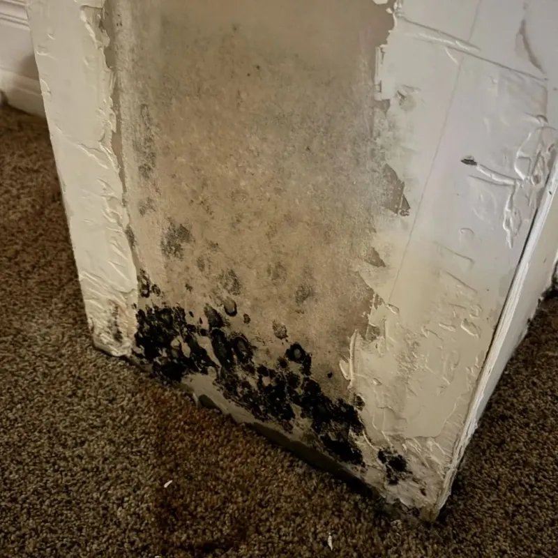 Professional Mold Removal in Washington County, TN